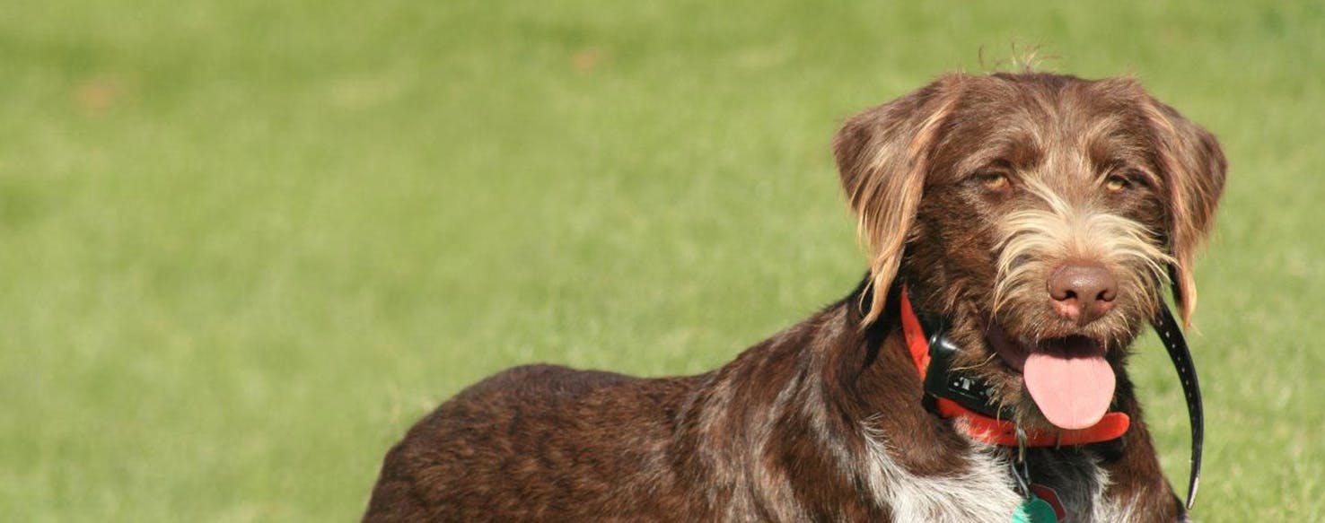 Black lab store german wirehaired mix